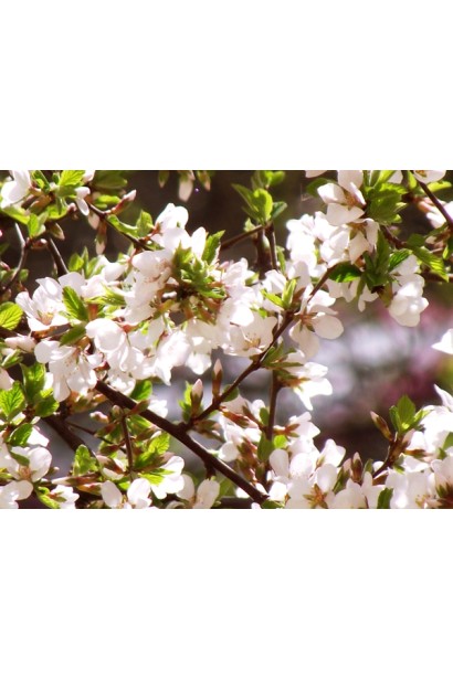 Присадибна черешня: літне цвітіння з ніжним ароматом