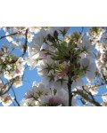 Черешня Присадибна (рожева, літня) | Черешня Приусадебная (розовая, летняя) | Prunus avium Priusadebnaya