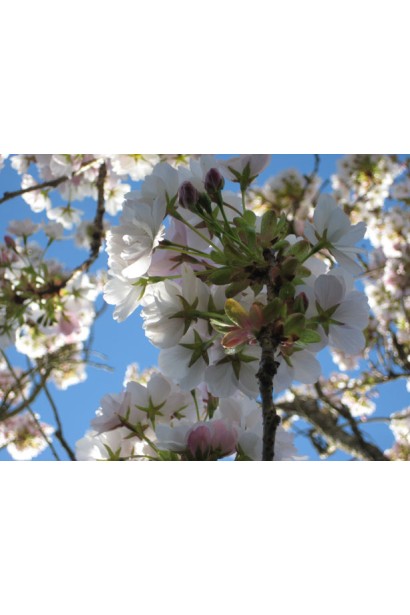 Присадибна черешня — чудовий літній сорт для вашого саду.
