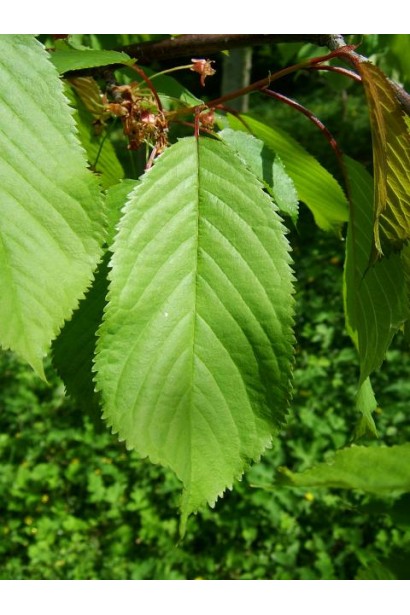 Черешня Присадибна (рожева, літня)