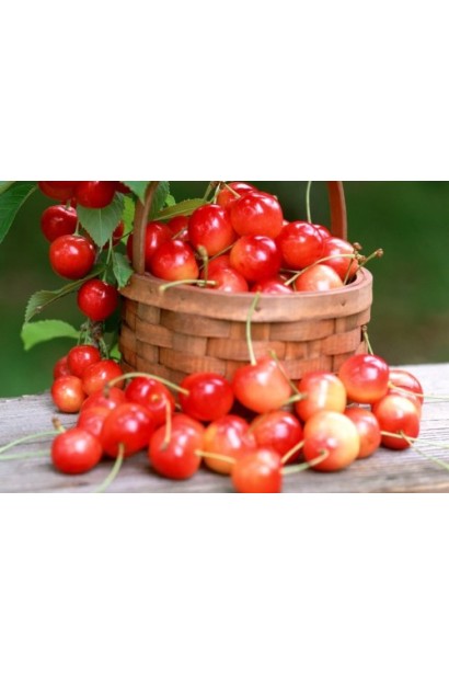 Черешня Присадибна (рожева) для дачі — смачна та солодка.