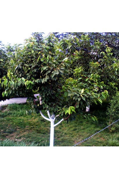 Черешня Ярославна — чудовий вибір для першого врожаю.