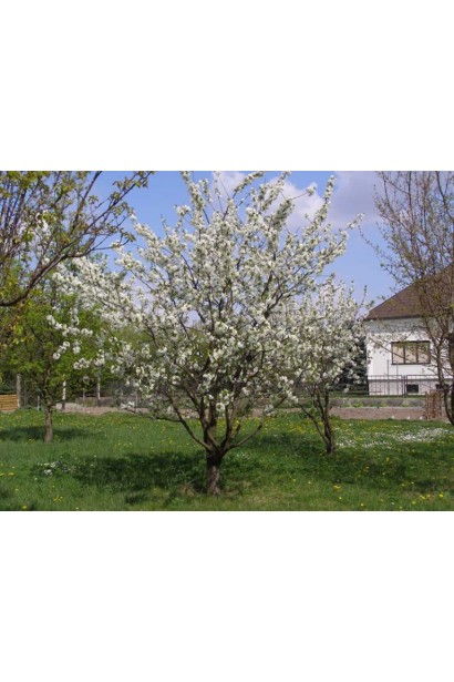 Черешня Ярославна — ранній сорт з солодкими ягодами.