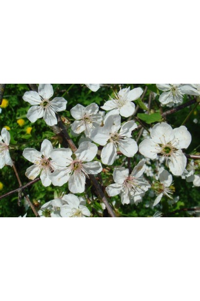 Цвітіння Черешні Ярославна в саду