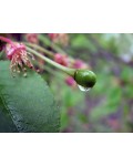Черешня Ярославна (ранняя) | Черешня Ярославна (рання) | Prunus avium Yaroslavna