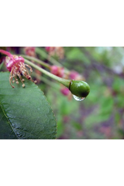 Черешня Ярославна: соковиті плоди раннього врожаю.