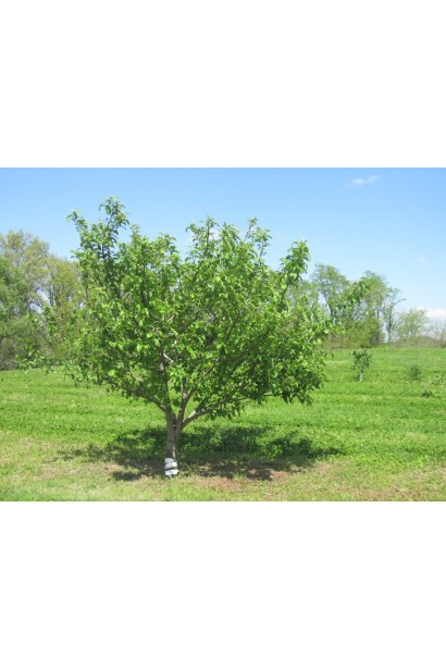 Яблуня домашня Папіровка (літня)