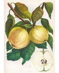 Яблуня домашня Папіровка (літня) | Яблоня домашняя Папировка (летняя) | Malus domestica Papirovka