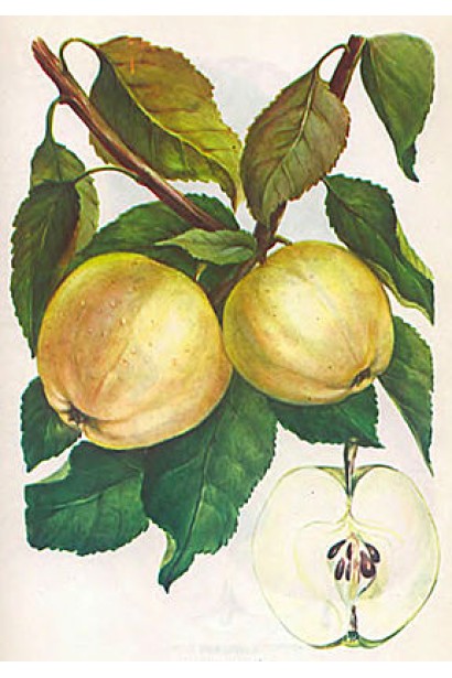 Malus domestica Papirovka