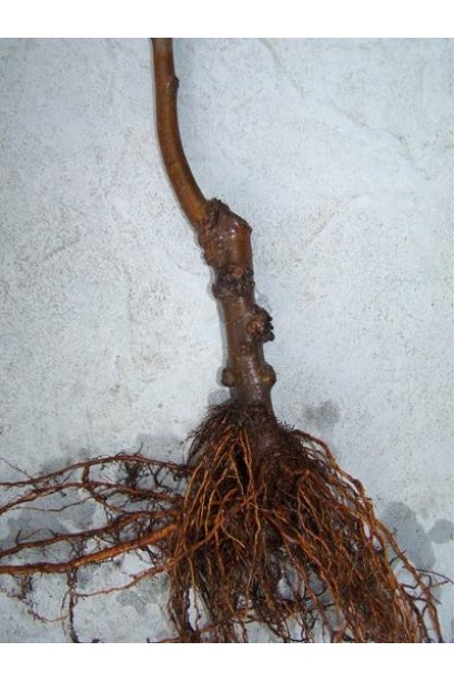 Яблуня домашня Папіровка з голим коренем