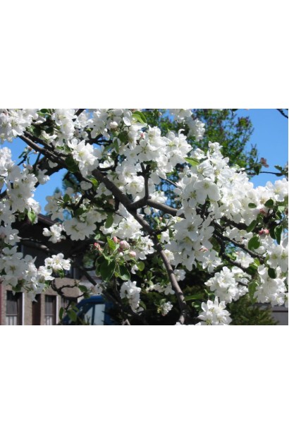 Malus domestica Papirovka — відмінний вибір для літнього саду.