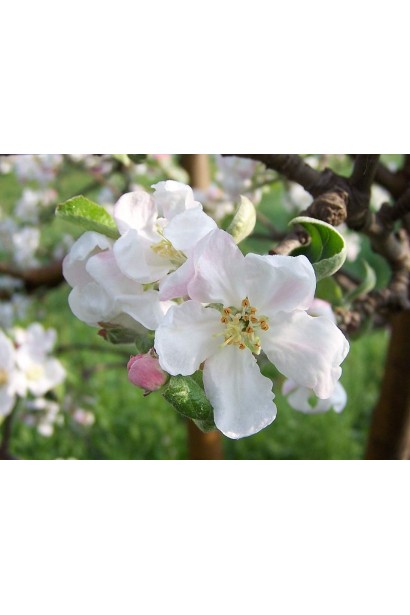 Яблуня домашня Папіровка (літня) цвітіння