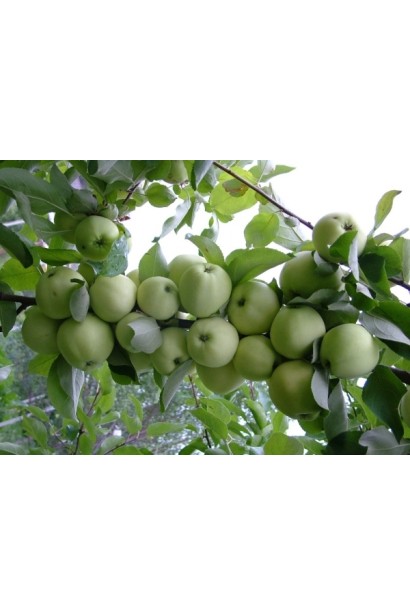 Яблуня Папіровка з хрусткими плодами, що дозрівають влітку.