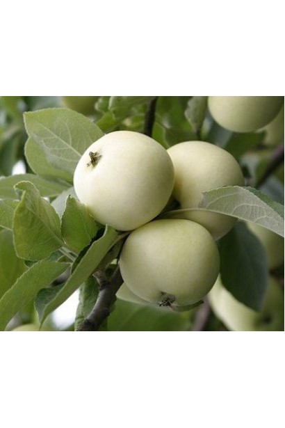 Яблуня Папіровка — ранній сорт з кисло-солодким смаком.