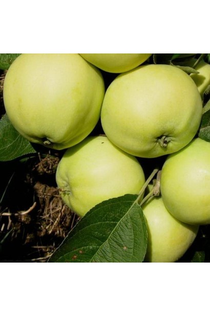 Літня яблуня Папіровка з ніжним смаком і хрусткою м’якоттю.