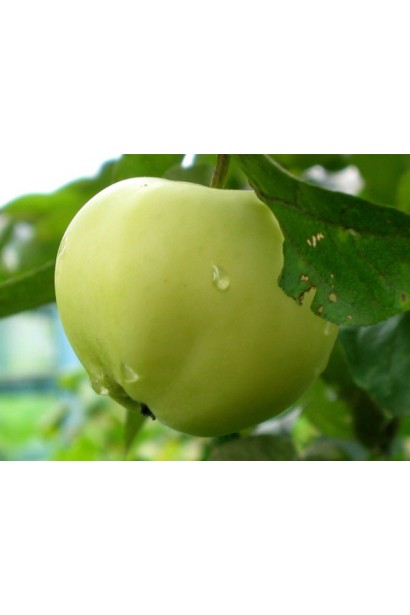 Яблуня Папіровка з тонкою шкіркою і ароматною м’якоттю.