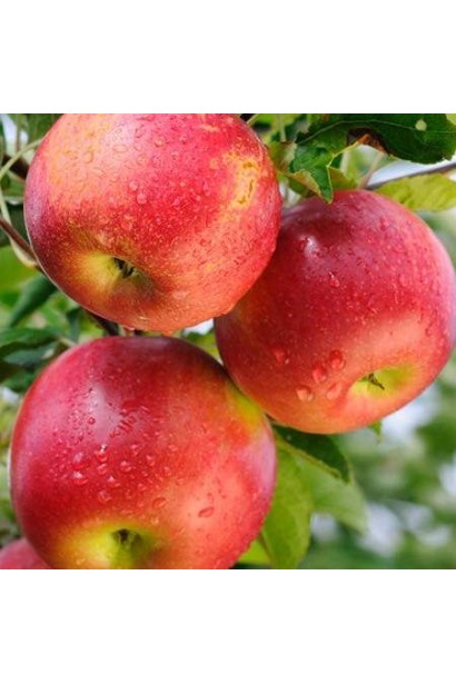 Malus domestica Jonaprince — солодкі та ароматні яблука.