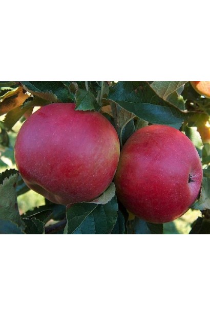 Зимова яблуня Джонапринц із насичено-червоними плодами.