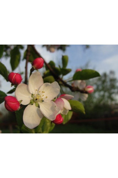 Яблуня Джонапринц цвітіння