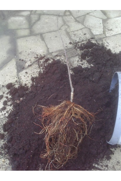 Саджанець Яблуні Джонапринц з голим коренем