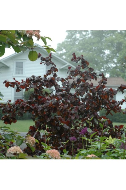 Молодой куст фундука Ламберта в декоративном саду.