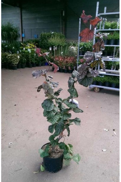 Фундук обыкновенный Ламберта в садовом центре