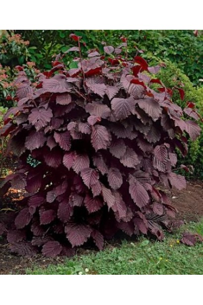 Куст фундука Ламберта с красными листьями в саду.