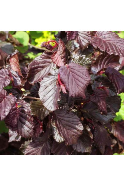 Красные листья фундука Ламберта.