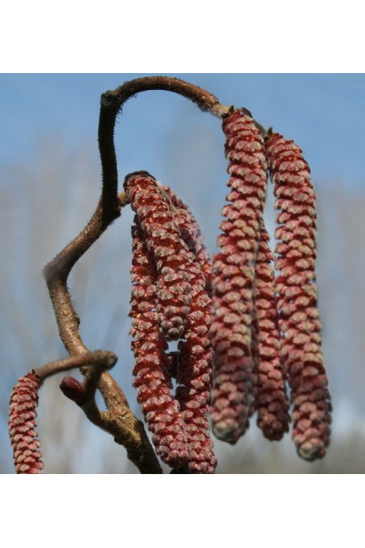 Мужские цветы Фундука обыкновенного Ламберта мужские цветы