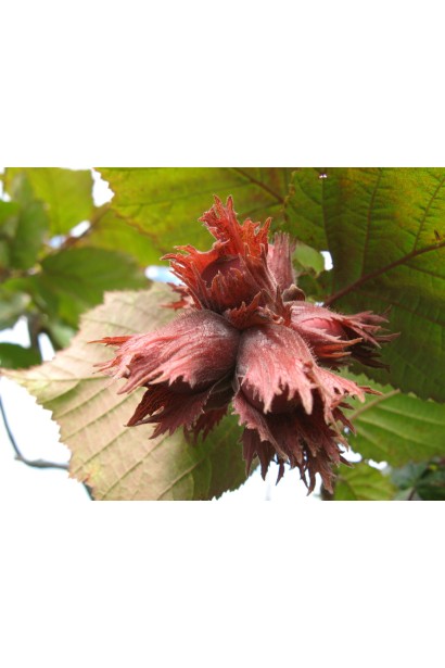 Фундук обыкновенный Ламберта