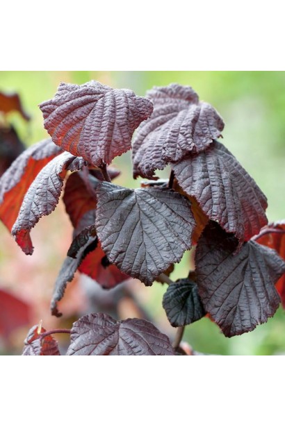 Листя фундука Corylus avellana Lambert