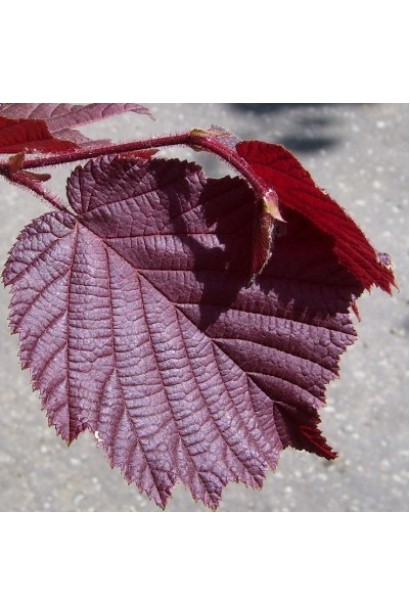 Фундук обыкновенный Ламберта - большой красный лист