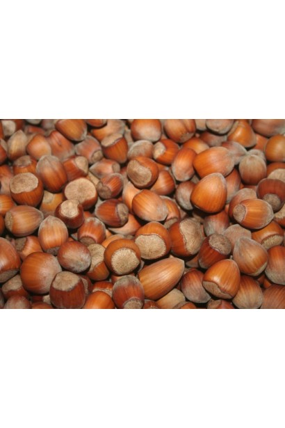 Corylus avellana Lambert