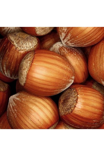 Спелые орехи Corylus avellana Lambert крупным планом.