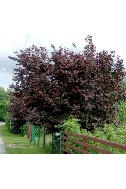 Куст фундука Сирена