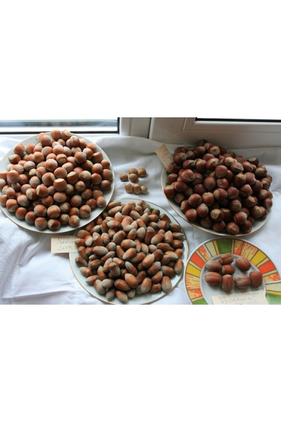 Фундук обыкновенный Сирена