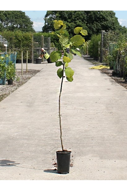Молодой куст фундука Сирена с яркими зелеными ростками.