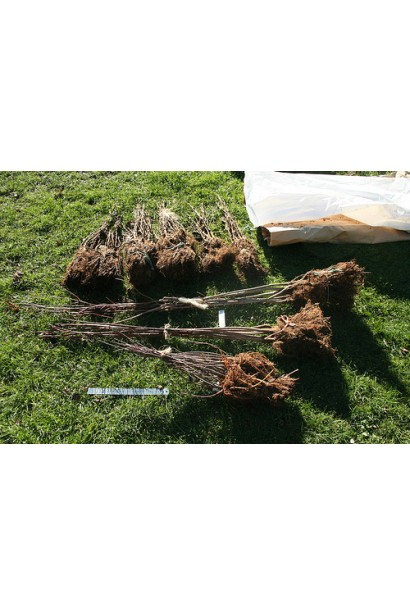 Corylus avellana Syrena