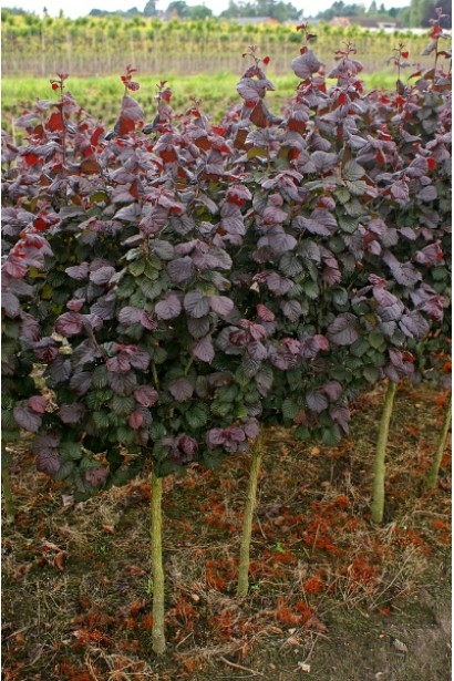 Саженцы фундука Сирена в садовом центре 