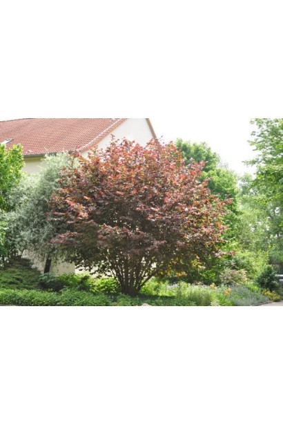 Фундук обыкновенный Сирена