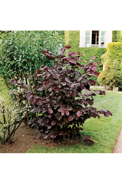 Куст фундука Сирена с густой красной кроной в саду.