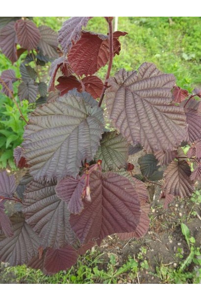 Corylus avellana Syrena