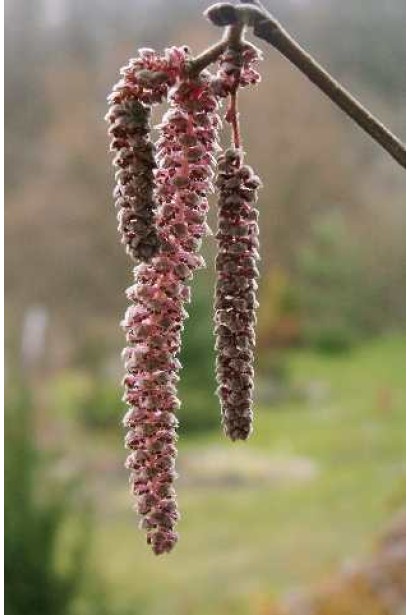 Мужские цветы фундука Сирена