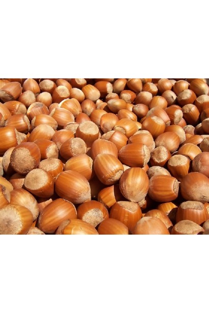 Плоди Corylus avellana Syrena крупним планом