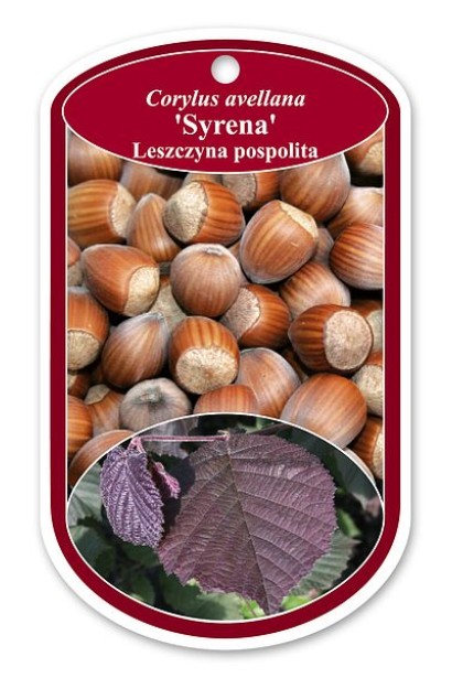 Corylus avellana Syrena