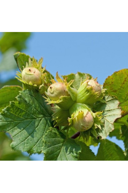 Фундук Трапезундский