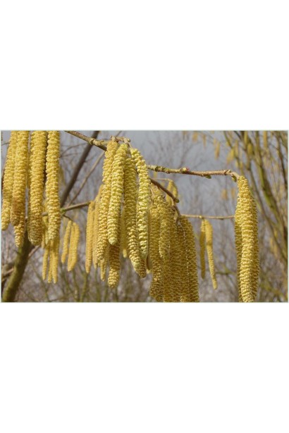 Фундук Трапезундский - цветы