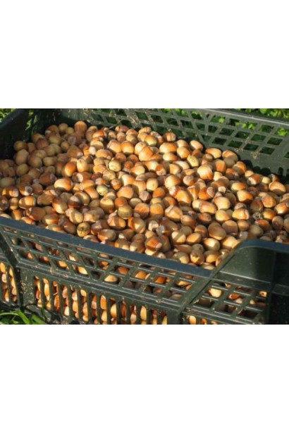 Фундук обыкновенный Трапезундский | Фундук звичайний Трапезундський | Corylus avellana Trapezundski