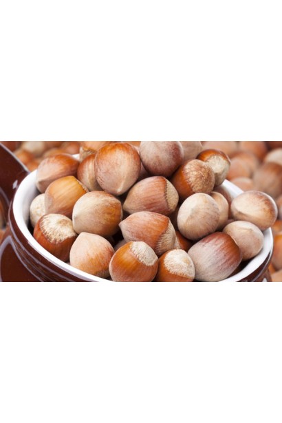 Corylus avellana Trapezundski