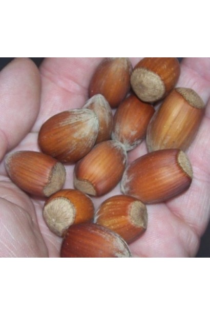 Фундук обыкновенный Трапезундский | Фундук звичайний Трапезундський | Corylus avellana Trapezundski